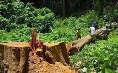 缅甸花梨（大果紫檀）逐渐成为红木家具的“主力军”。。。。。。。