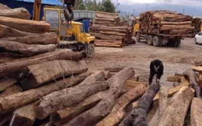 缅甸花梨凭什么，，，价钱一起上涨....